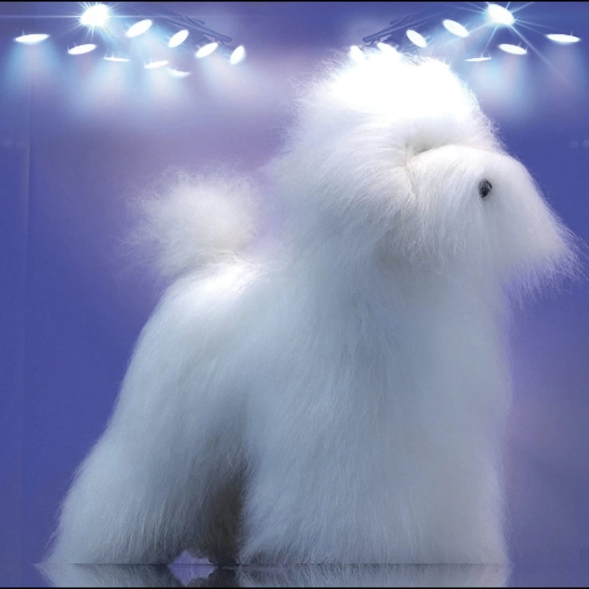 Artero Bichon Dog Model And Fur Kit 6 Artero Bichon Dog Model And Fur Kit - Image 6