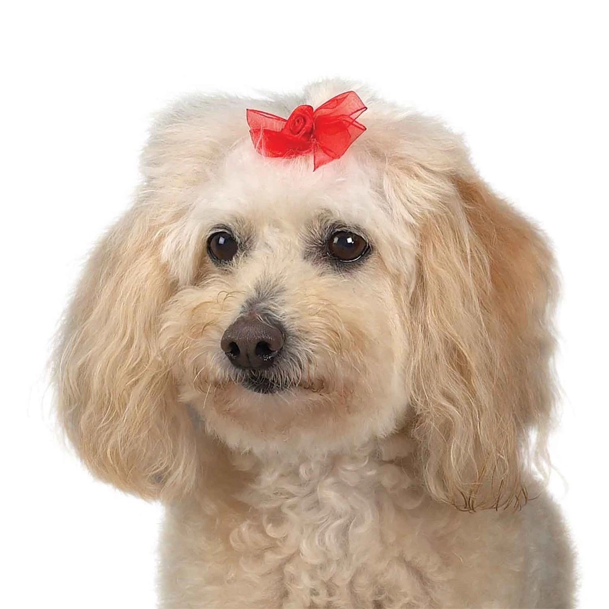 Aria Sheer Delight Bow Canister 100Pc 10 Aria Sheer Delight Bow Canister 100Pc - Image 10