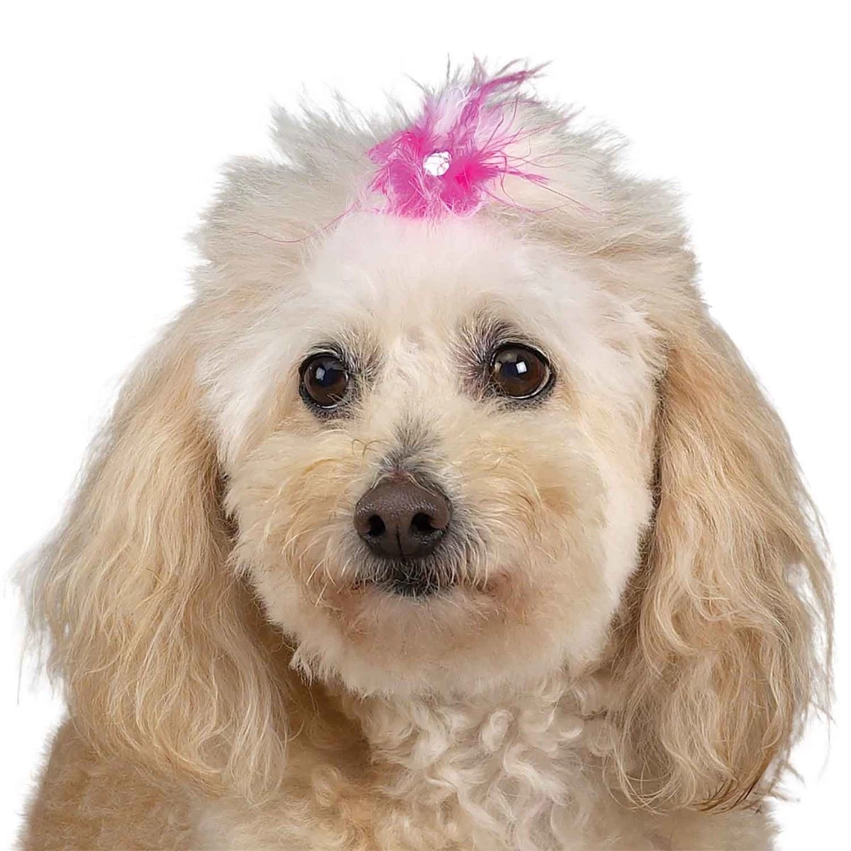 Aria Feather Bow Canister 100Pc 7 Aria Feather Bow Canister 100Pc - Image 7