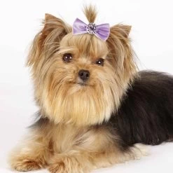 Aria Pixie Bow Canister 100Pc -Pet Supply Store dt163 99 005