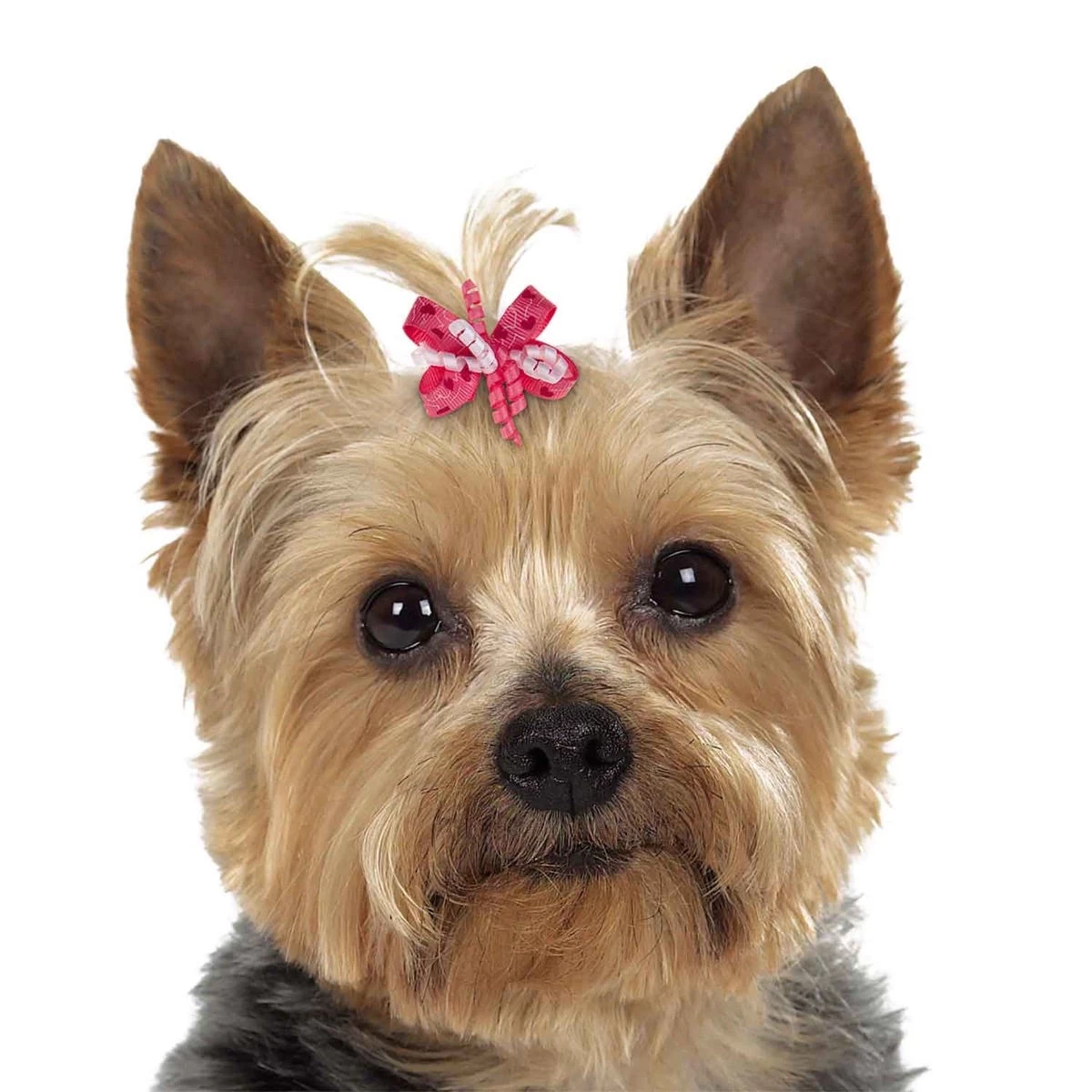 Aria Mia Dog Bow Canister 48Pc 3 Aria Mia Dog Bow Canister 48Pc - Image 3