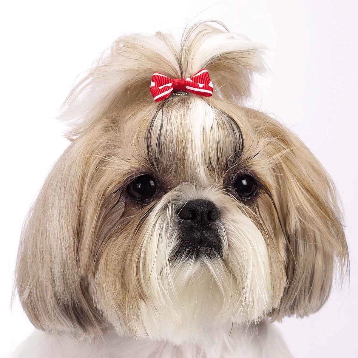 Aria Romeo Bows 48 Piece Canisters 6 Aria Romeo Bows 48 Piece Canisters - Image 6